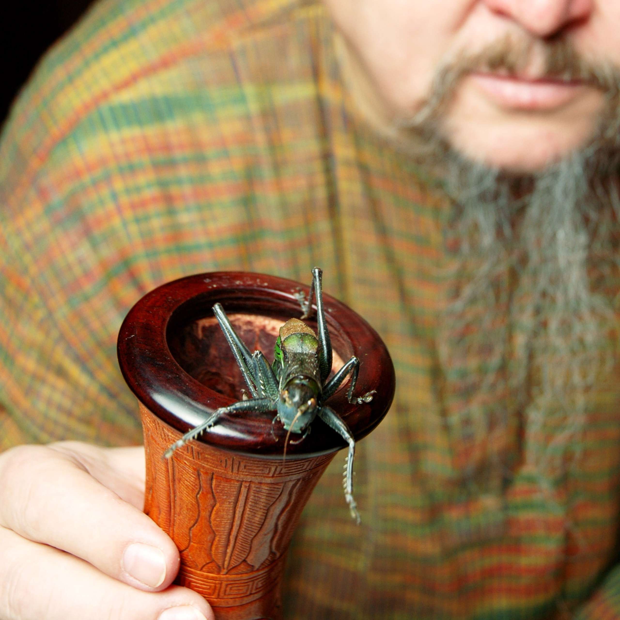 Lars Fredriksson & 108 Chinese Crickets