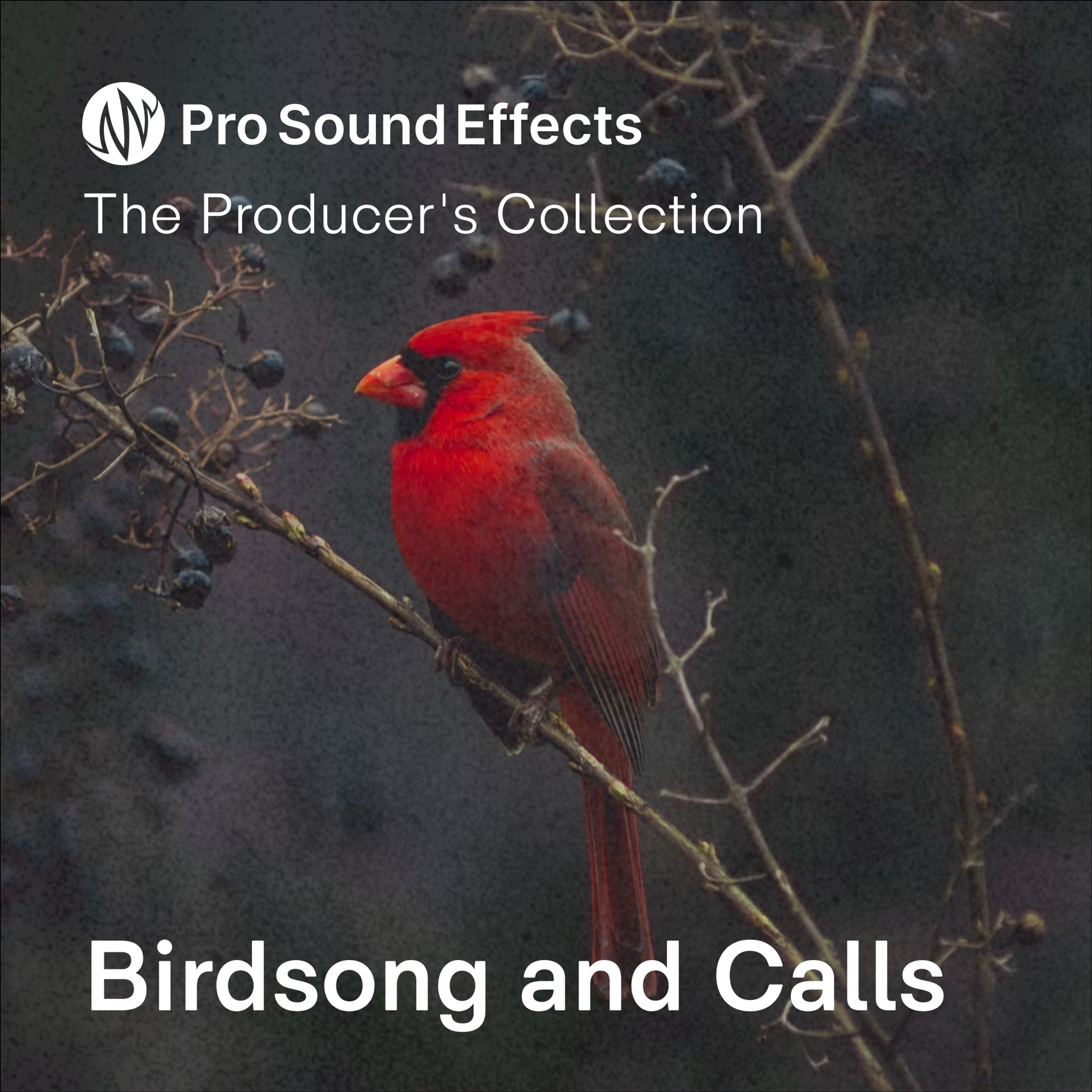Birdsong and Calls