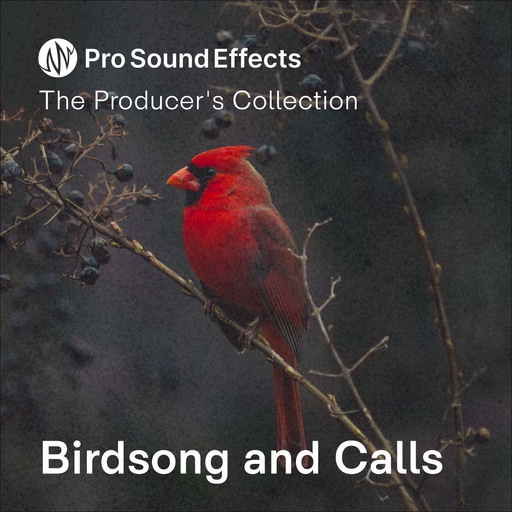 Birdsong and Calls